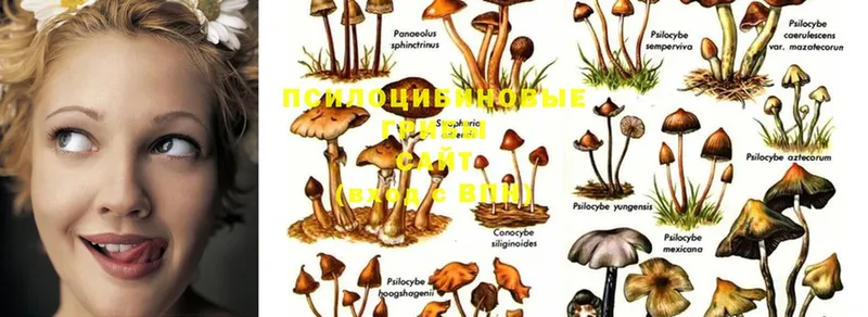 mega   даркнет сайт  Котельниково  Галлюциногенные грибы Magic Shrooms 